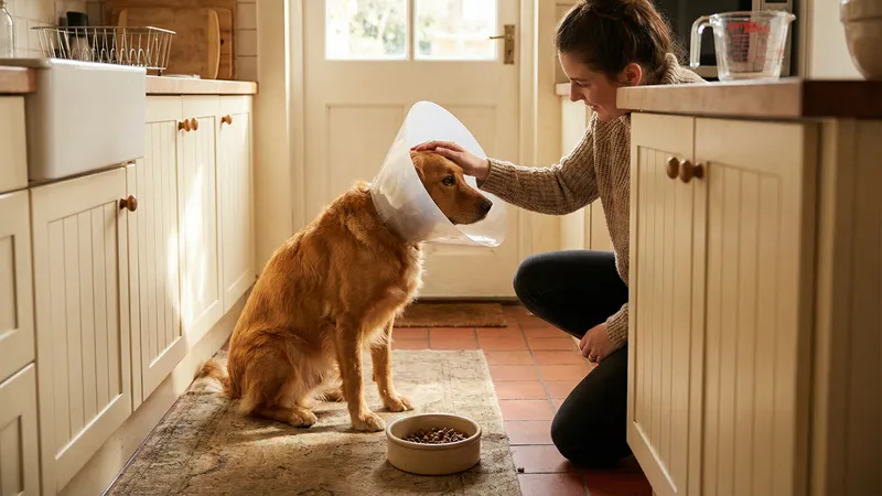 vétérinaire avec un chien — interview obésité canine