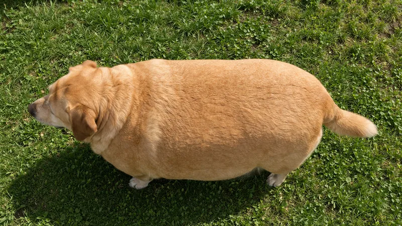 Chien de gabarit rond vu de dessus dans l'herbe, silhouette visible en forme de tonneau, lumière naturelle douce
