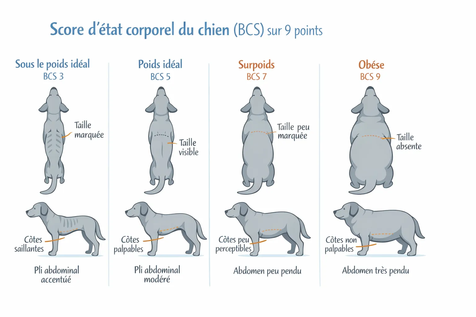 schéma explicatif du score corporel canin BCS sur 9 points vue de dessus et de profil